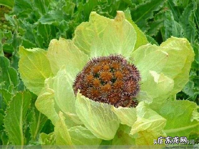 你最喜欢的描写夏天的诗词句是什么?