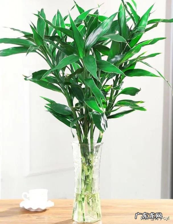 水培富贵竹叶尖儿枯干什么原因引起的?有什么解决办法?