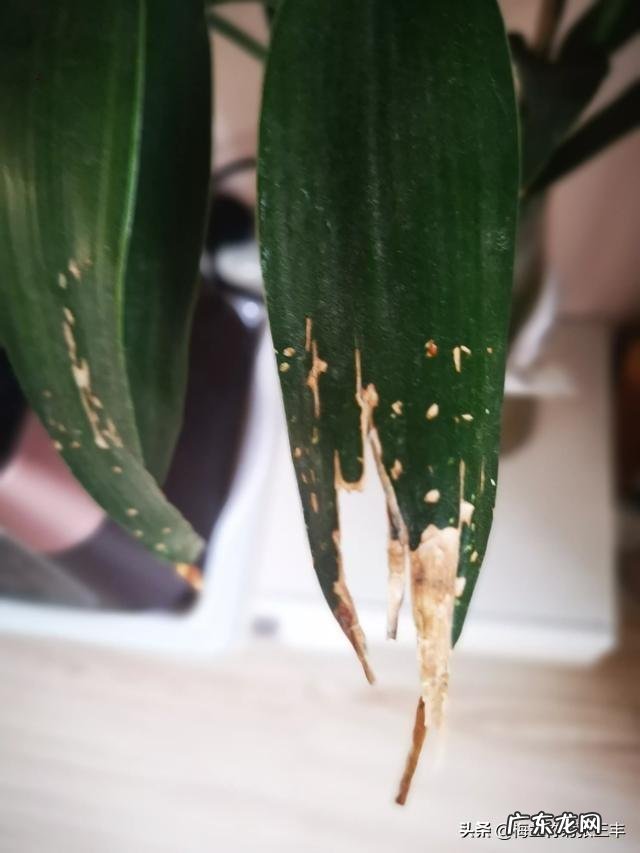 水培富贵竹叶尖儿枯干什么原因引起的?有什么解决办法?