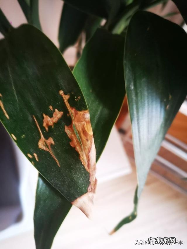 水培富贵竹叶尖儿枯干什么原因引起的?有什么解决办法?