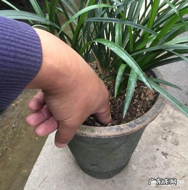 给兰花浇水应该浇透吗?