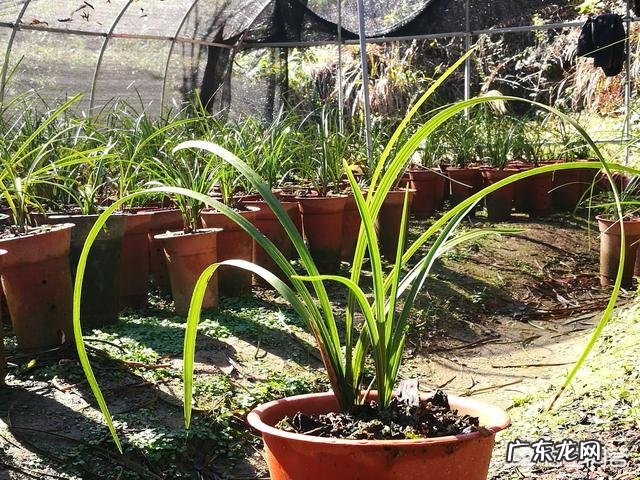 给兰花浇水应该浇透吗?