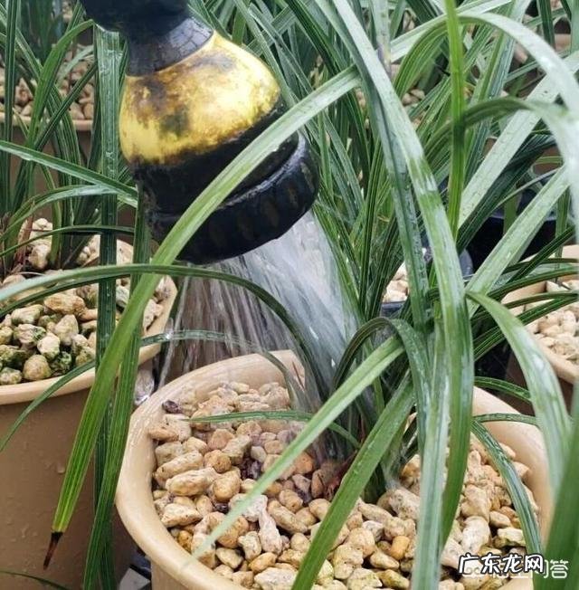 给兰花浇水应该浇透吗?