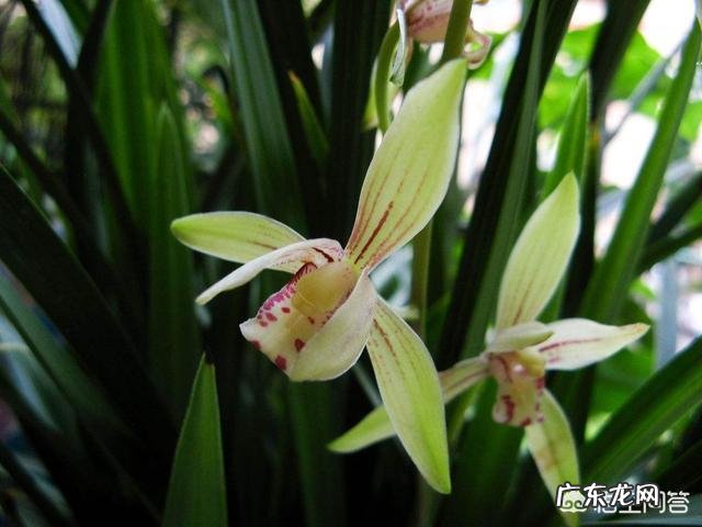 给兰花浇水应该浇透吗?