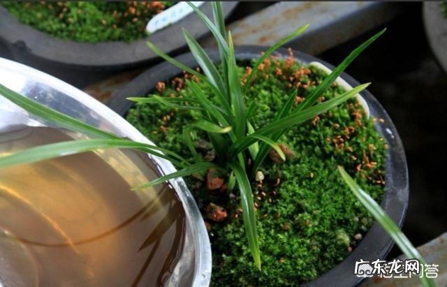 给兰花浇水应该浇透吗?