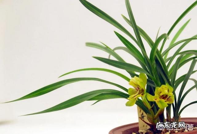 给兰花浇水应该浇透吗?