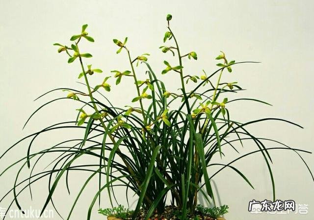 给兰花浇水应该浇透吗?