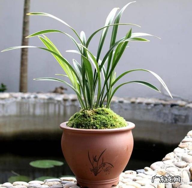 给兰花浇水应该浇透吗?