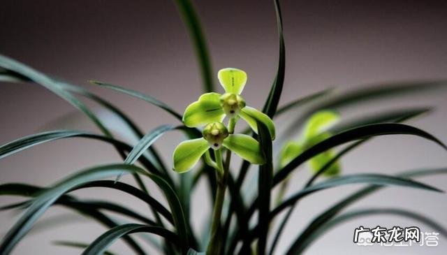 给兰花浇水应该浇透吗?