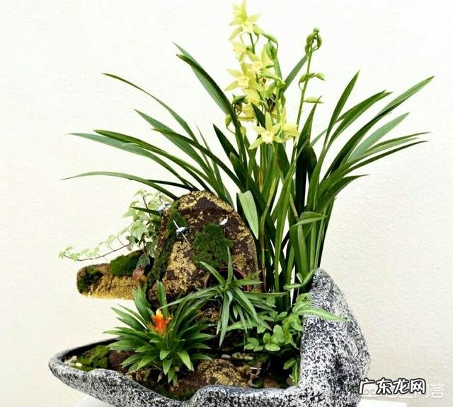 给兰花浇水应该浇透吗?