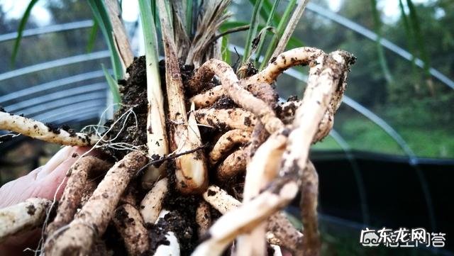 给兰花浇水应该浇透吗?