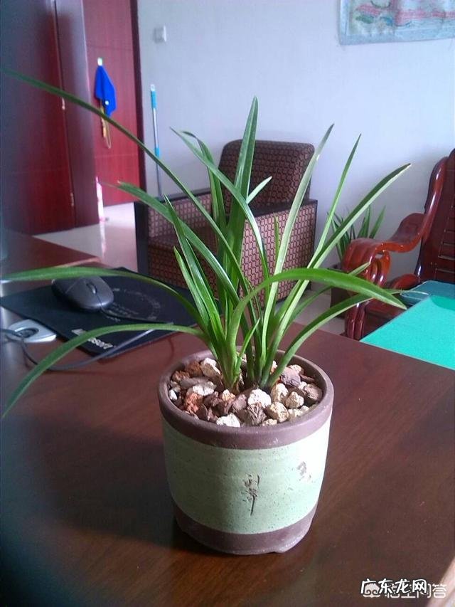 给兰花浇水应该浇透吗?