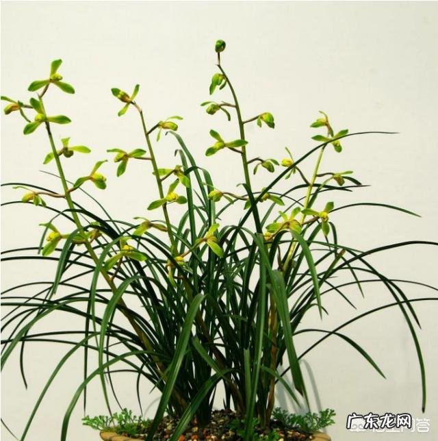 给兰花浇水应该浇透吗?