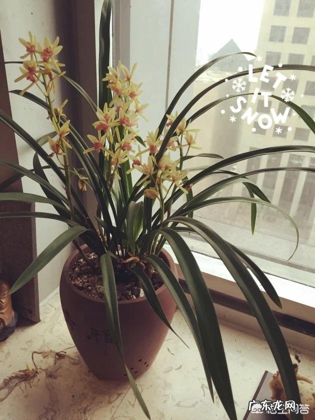 给兰花浇水应该浇透吗?