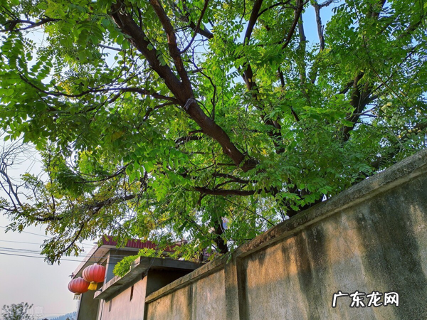 为什么家门口不能种大树?除了一句古话,还有5个原因 门口有树风水