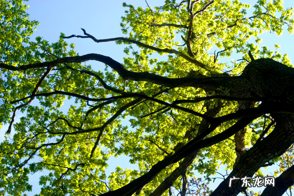 为什么家门口不能种大树?除了一句古话,还有5个原因 门口有树风水