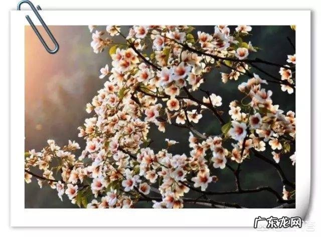 梦里花落知多少，下一句是什么？