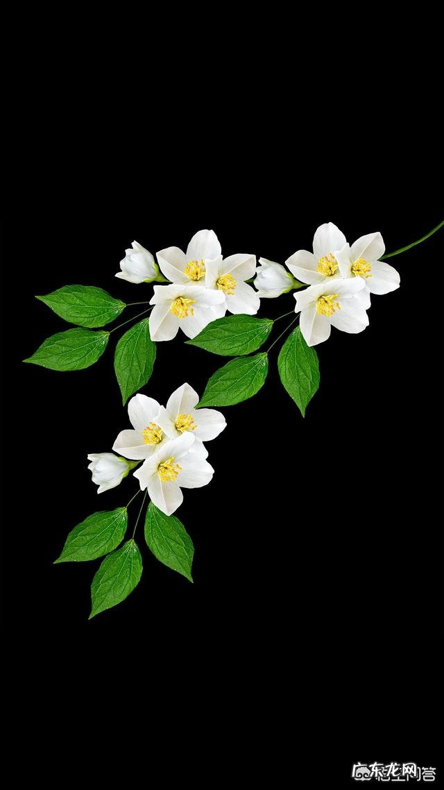 梦里花落知多少，下一句是什么？