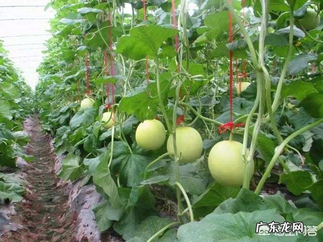 甜瓜的品种有哪些?哪种更适合露地栽培?