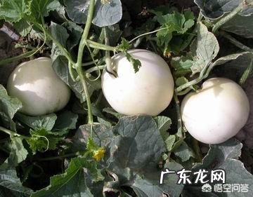 甜瓜的品种有哪些?哪种更适合露地栽培?