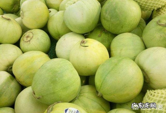 甜瓜的品种有哪些?哪种更适合露地栽培?