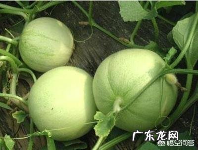 甜瓜的品种有哪些?哪种更适合露地栽培?