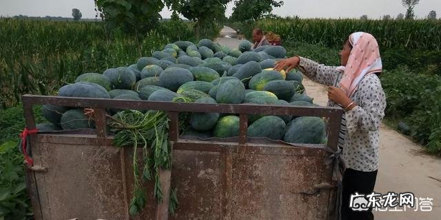 甜瓜的品种有哪些?哪种更适合露地栽培?