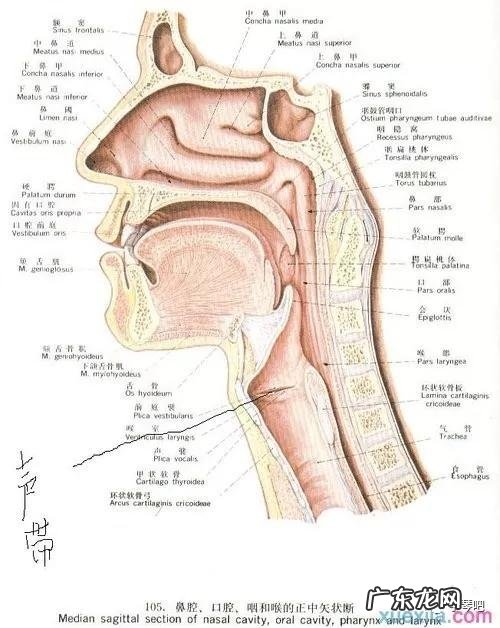 初学声乐唱歌要注意什么?