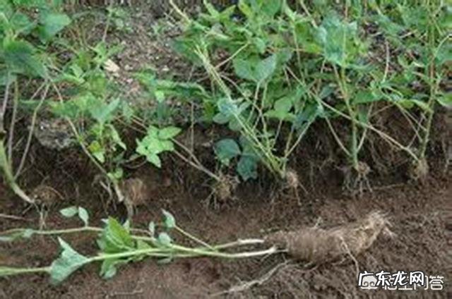 野党参是什么样的,有什么功效?