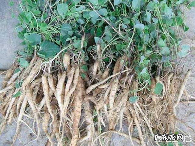 野党参是什么样的,有什么功效?