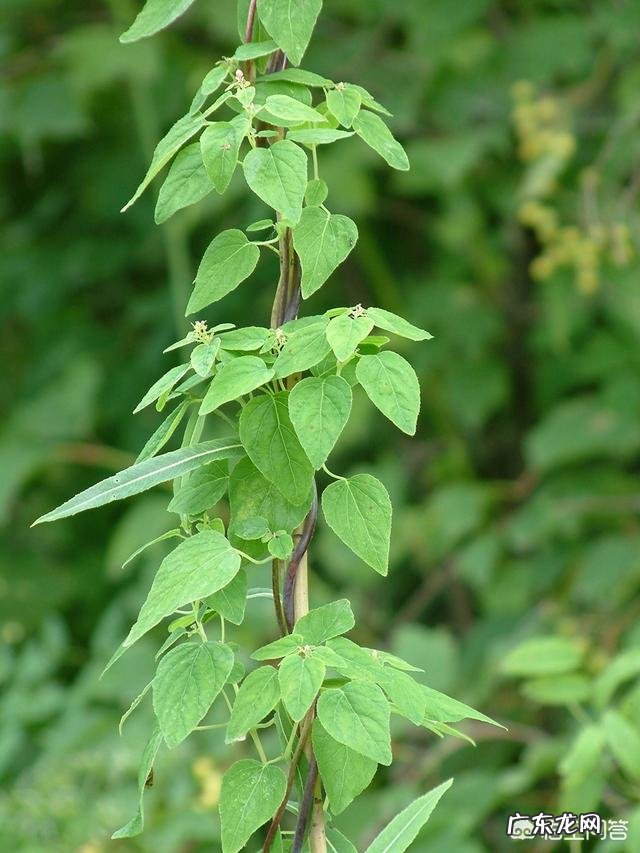 野党参是什么样的,有什么功效?