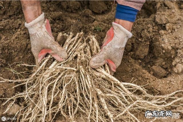 野党参是什么样的,有什么功效?