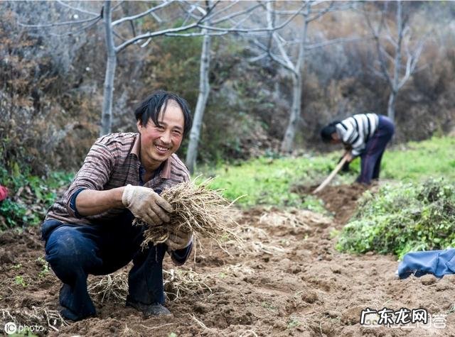 野党参是什么样的,有什么功效?