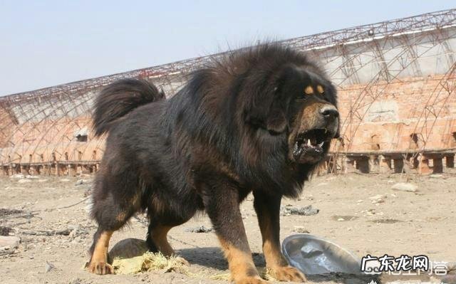 我国喂养藏獒的人多吗?有何依据?