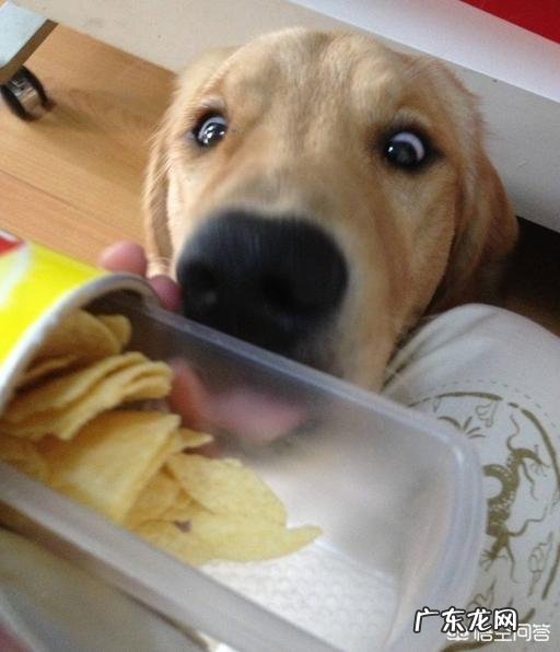 有人说金毛不咬人,但是会咬狗,是真的吗?