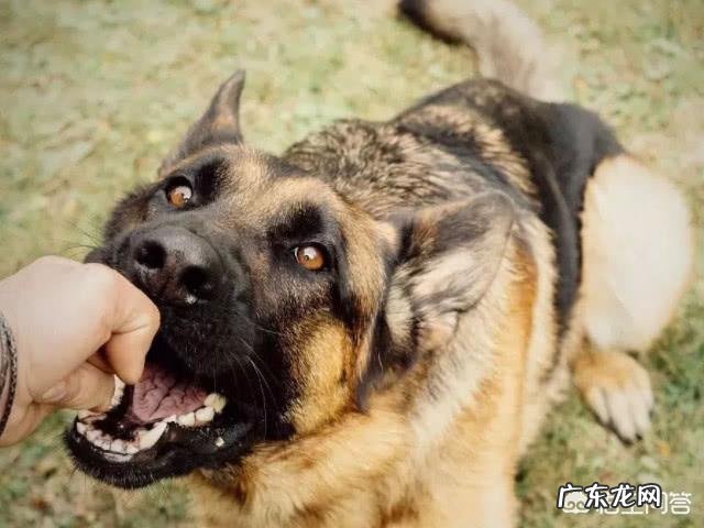 有人说金毛不咬人,但是会咬狗,是真的吗?