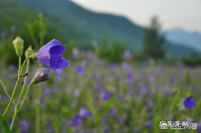 桔梗有哪些作用和功效?