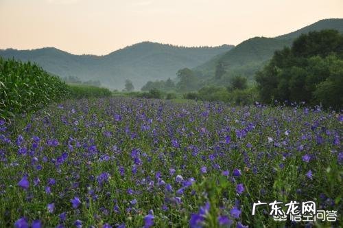 桔梗有哪些作用和功效?