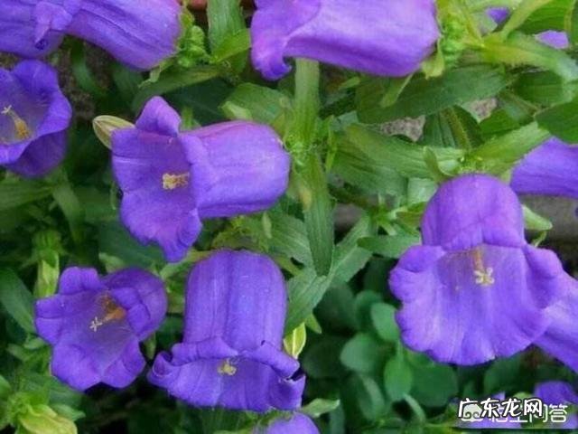 桔梗有哪些作用和功效？