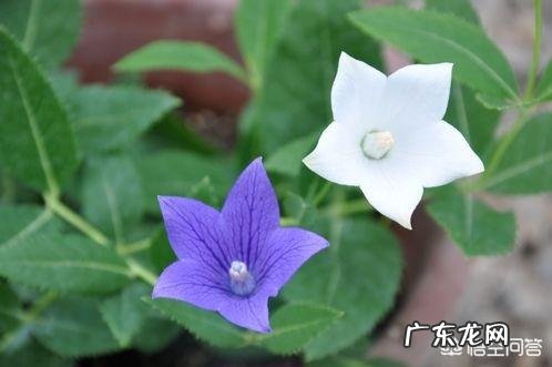 桔梗有哪些作用和功效？