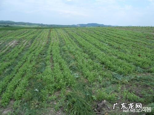 桔梗有哪些作用和功效?