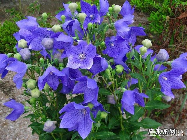 桔梗有哪些作用和功效？