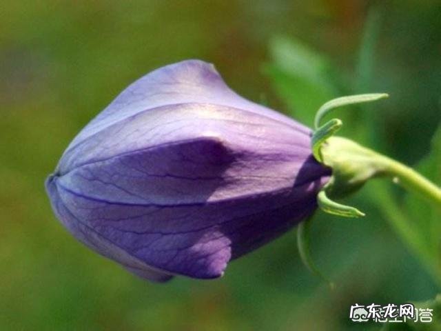 桔梗有哪些作用和功效？