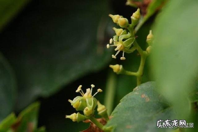 爬山虎什么季节开花?养爬山虎要注意什么?