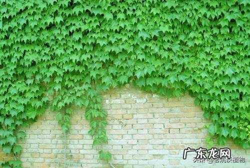 爬山虎什么季节开花?养爬山虎要注意什么?