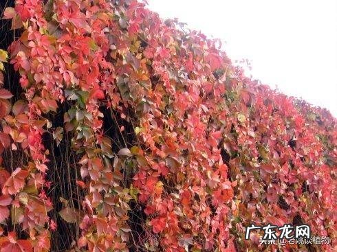 爬山虎什么季节开花?养爬山虎要注意什么?