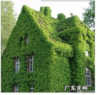 爬山虎什么季节开花?养爬山虎要注意什么?