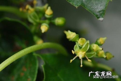 爬山虎什么季节开花?养爬山虎要注意什么?