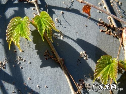 爬山虎什么季节开花?养爬山虎要注意什么?