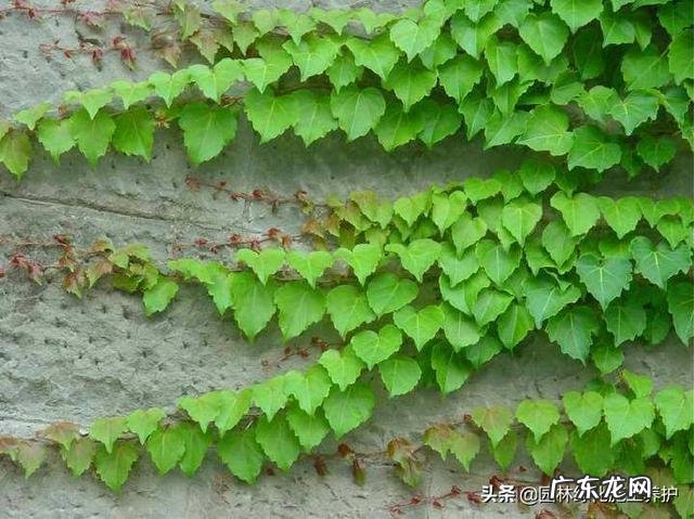 爬山虎什么季节开花?养爬山虎要注意什么?